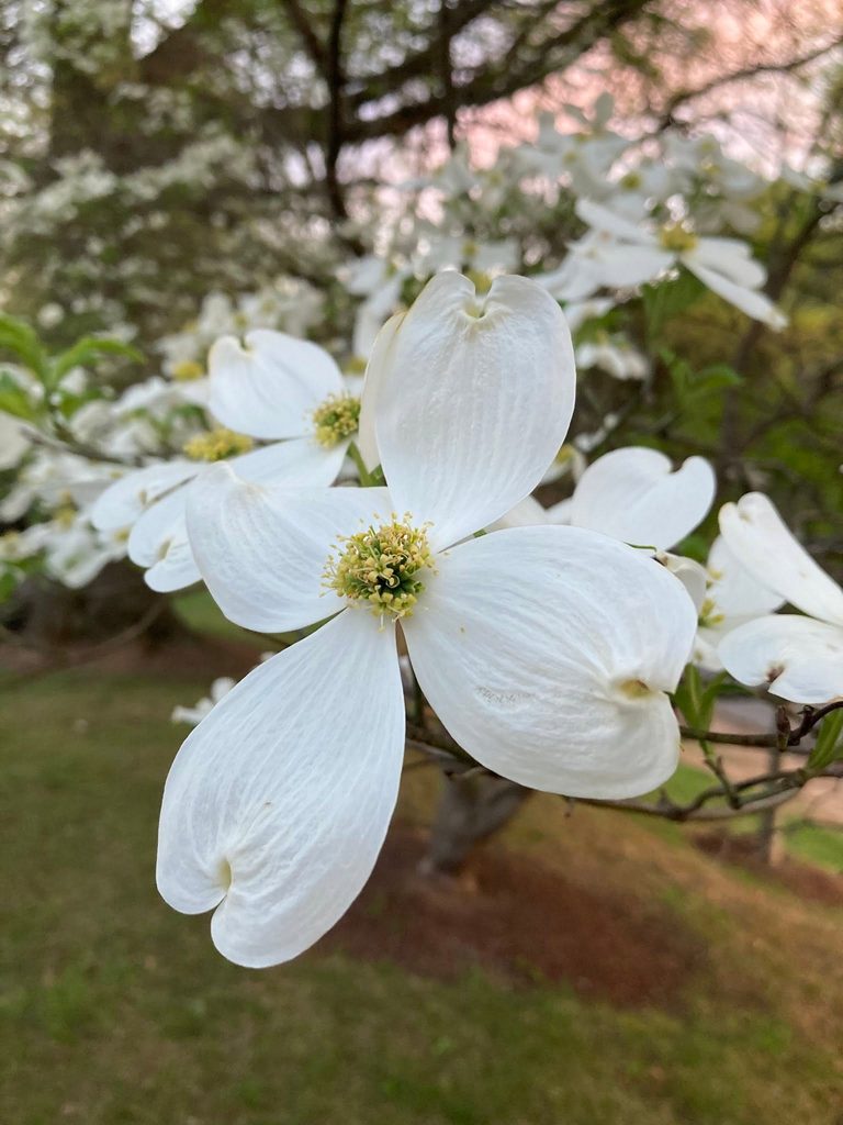 dogwood