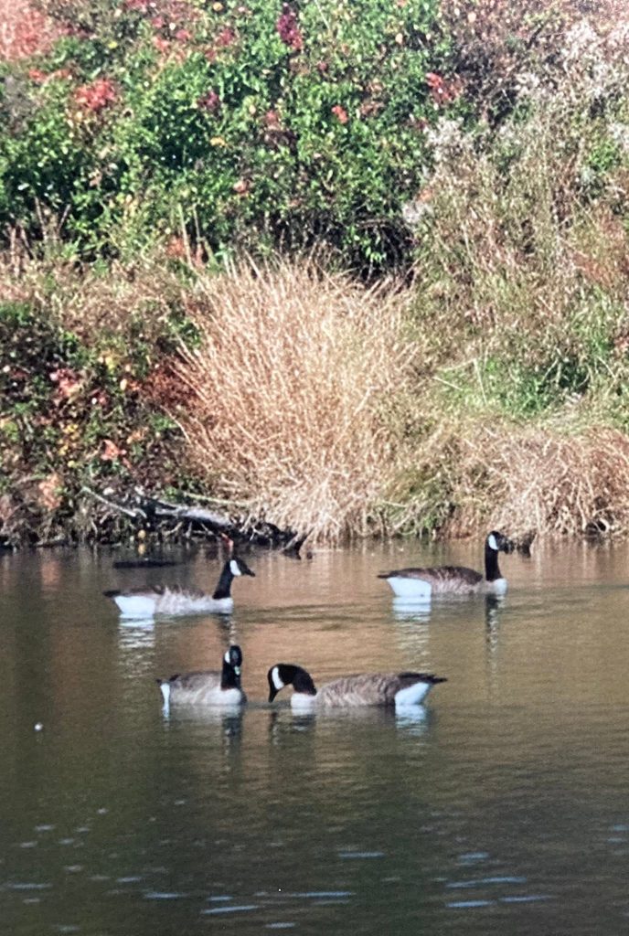 geese
